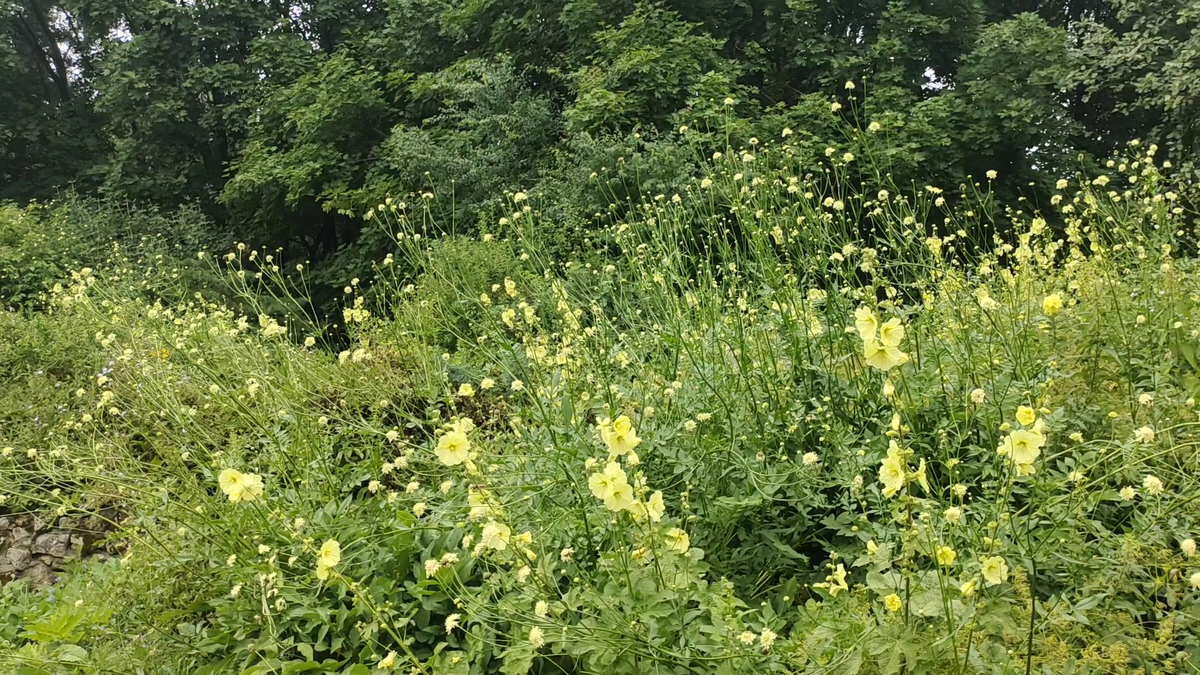 Головчатка гигантская в паре со Штокрозой морщинистой в ГБС.
