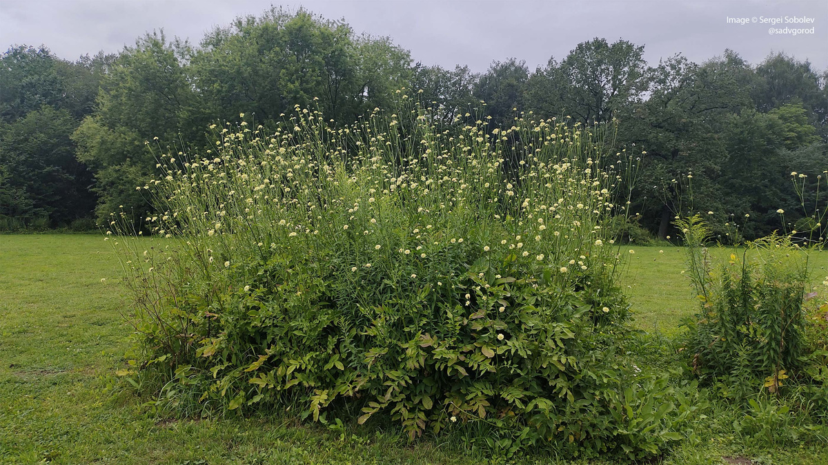 Головчатка гигантская как солист на поляне с Орехом в ГБС РАН им. Цицина. 3 фото.