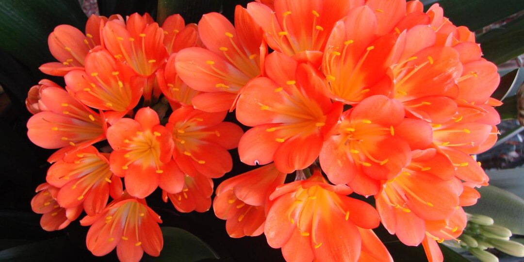 Добавляю это в воду — и комнатные цветы оживают на глазах