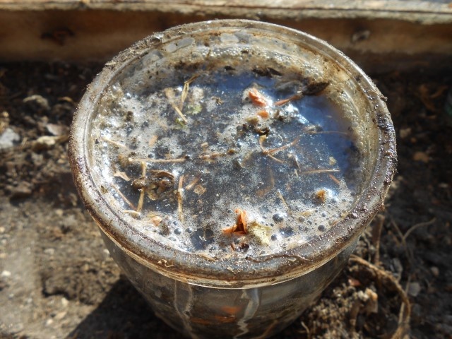 забродивший растрвор зеленого удобрения