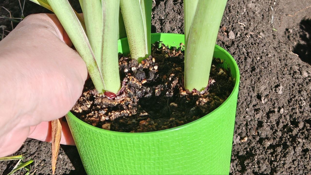 Фото автора_гиацинты после февральского цветения