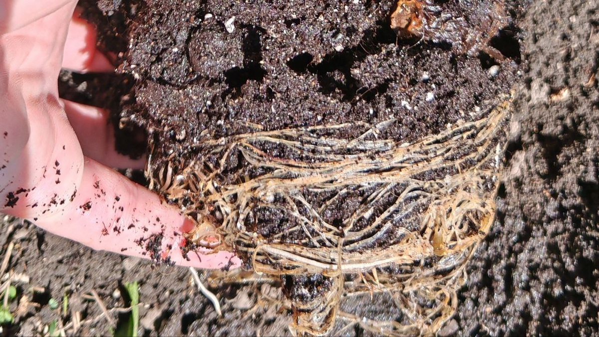 Фото автора _корни гиацинта через месяц после завершения цветения