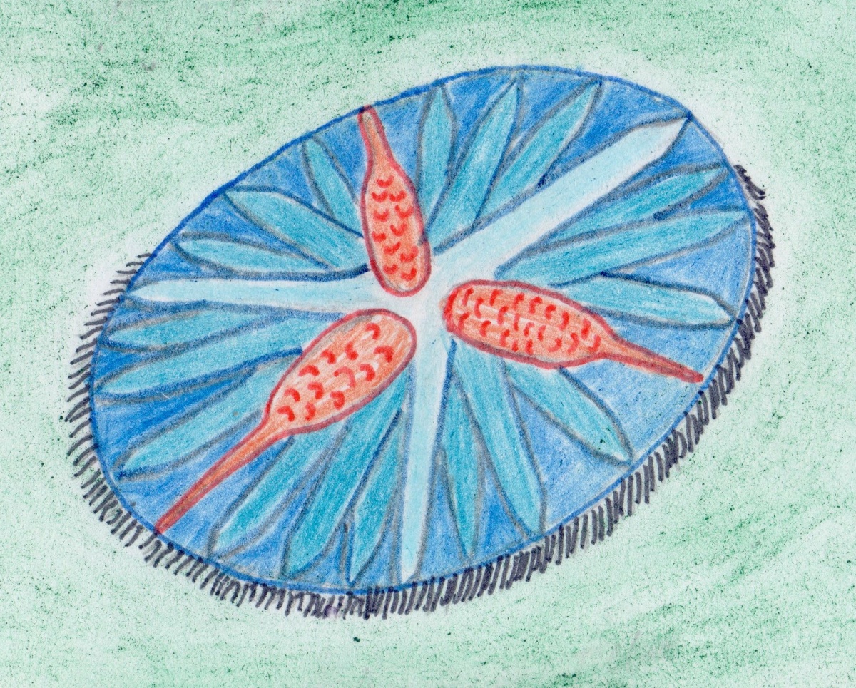 Реконструкция анфесты.