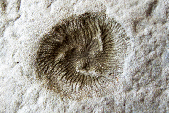 Отпечаток трибрахидия.