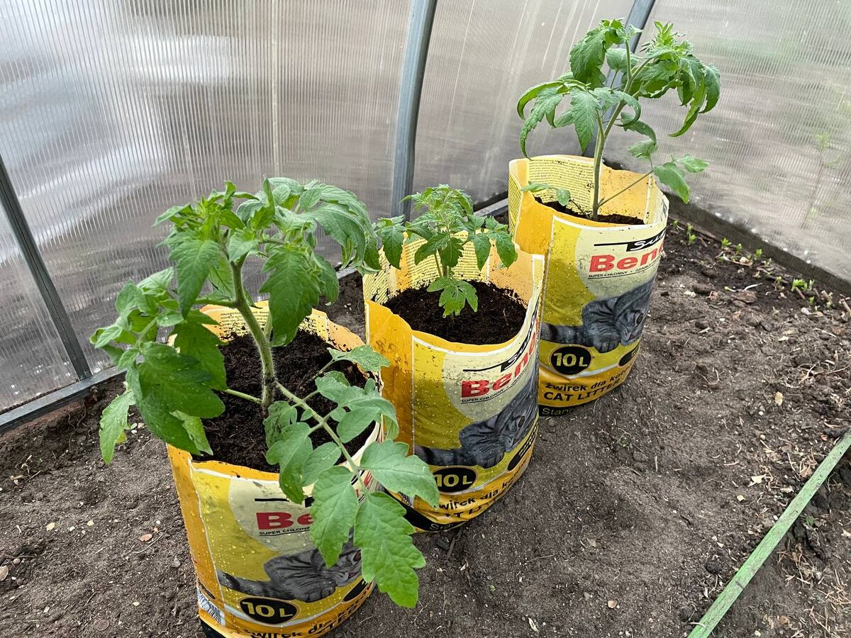 Помидоры будут расти в мешках, 16.04.25. Фото автора