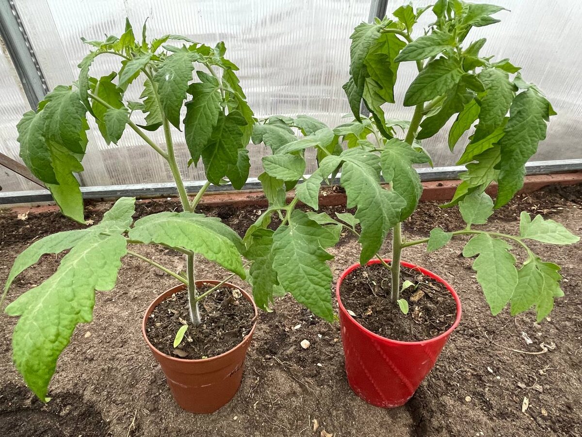 Рассада помидоров была посеяна 4 марта. Выращена без подсветки. 16.04.25. Фото автора