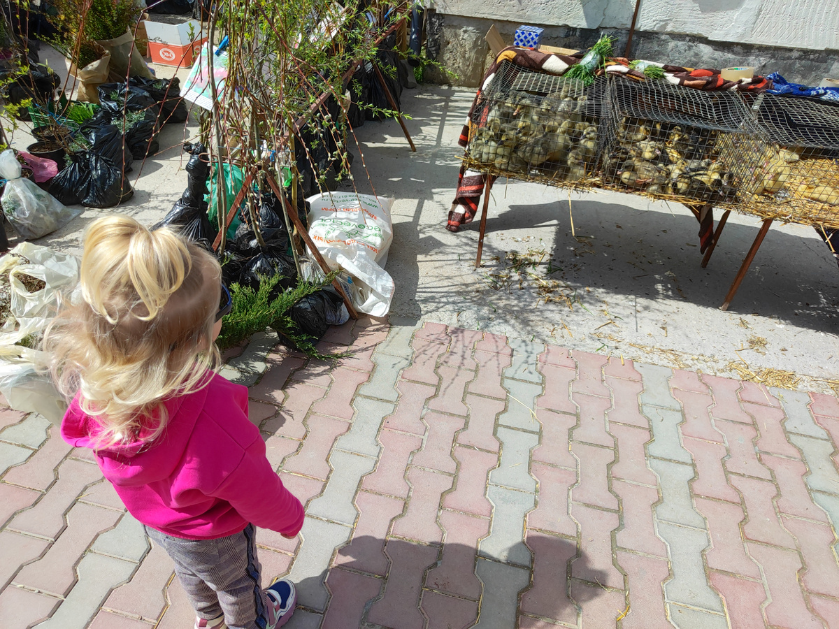 разглядываем уточек