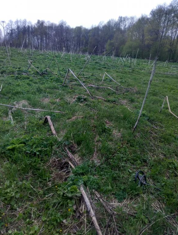 Это поле скоро будет вся  в борщевеке ,но сегодня ходить искать по нему одно удовольствие.