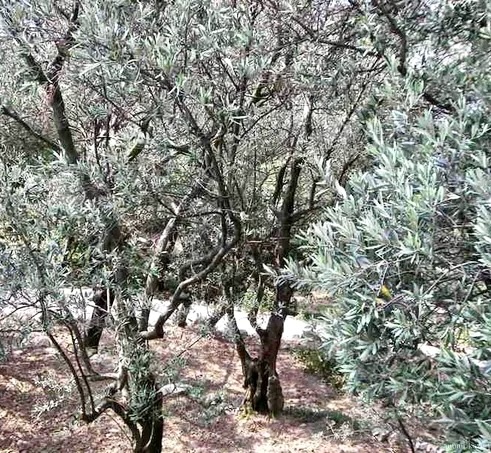 Маслиновая роща