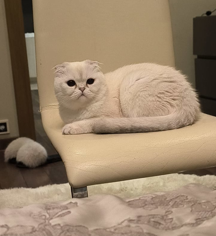 Принцесса на троне