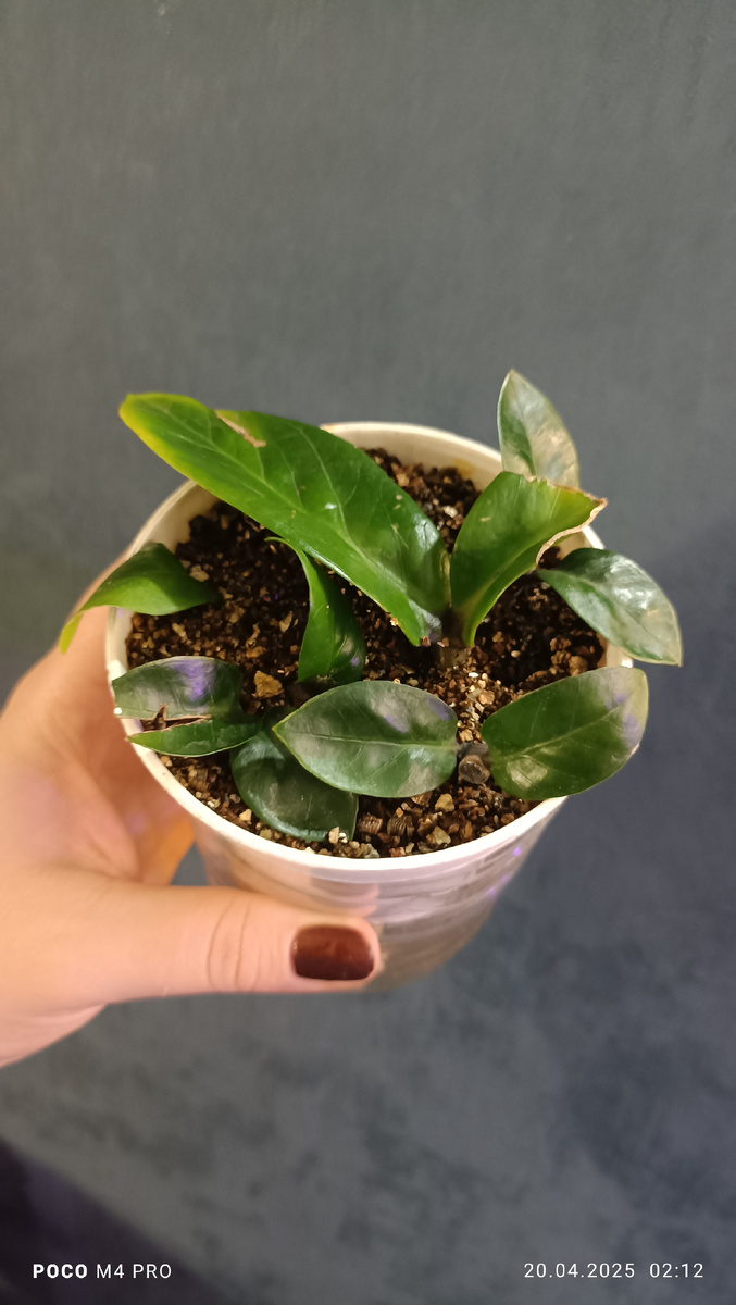 Недавние черенки зз зензи из эксперимента укоренения , теперь эксперимент фитиль 