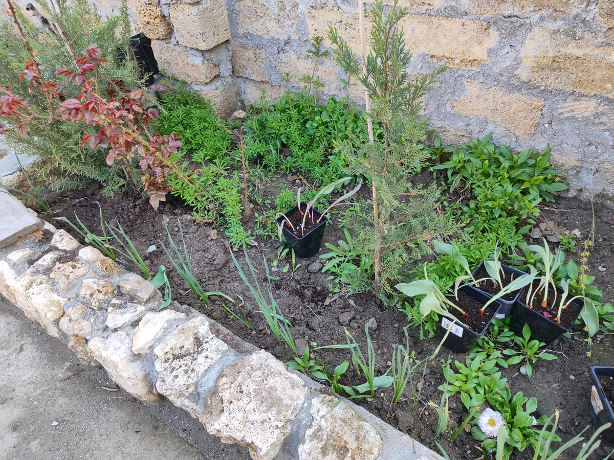 на фото еще неудачные тюльпаны на выгонку. Рассадила их, но не факт что выживут. узнаем на следующий год