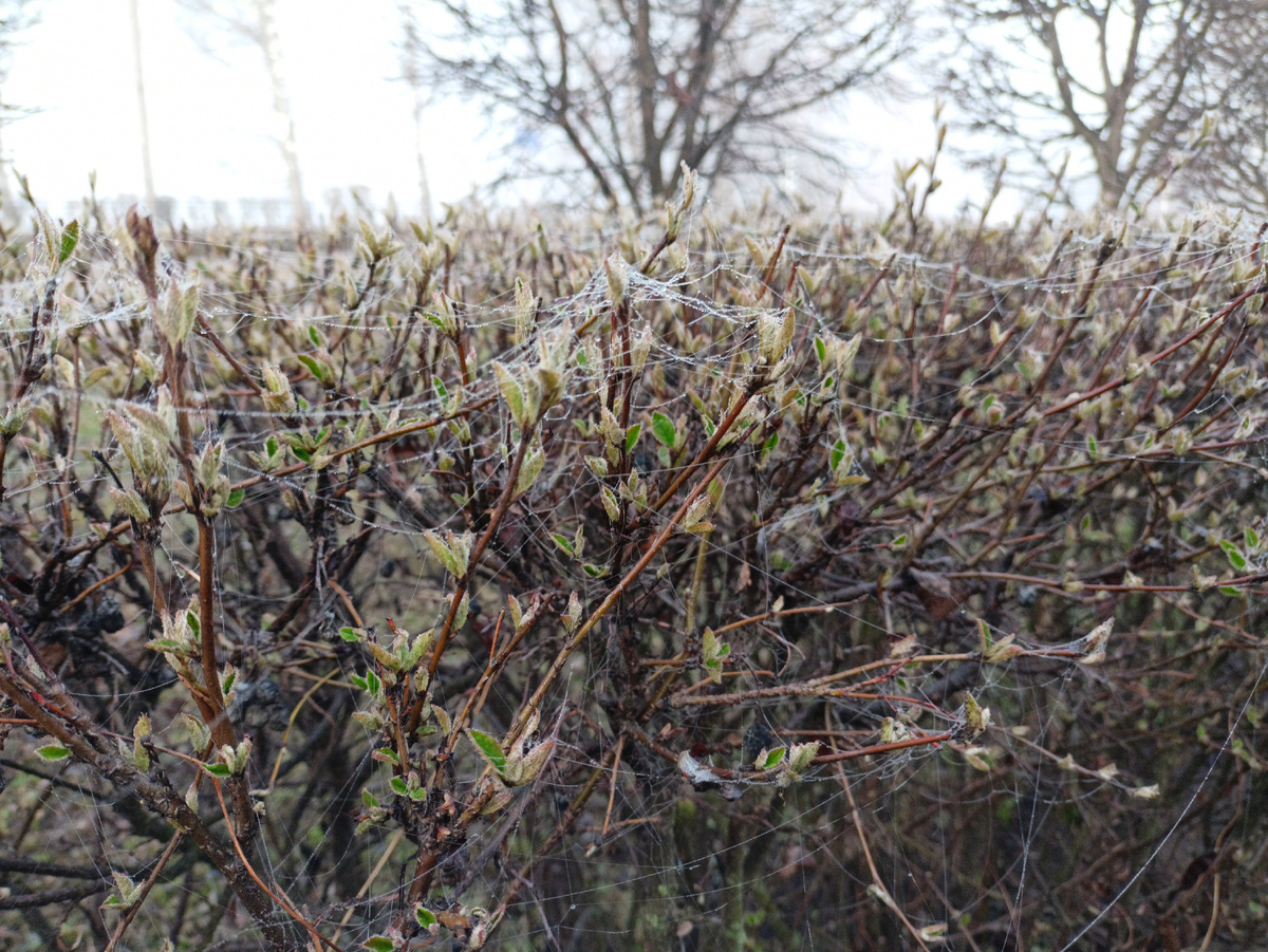 Нити паутины на кустиках, туманным утром (фото автора)