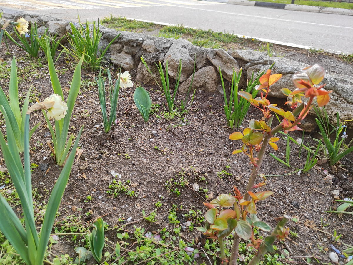 еще розы растут в палисаднике