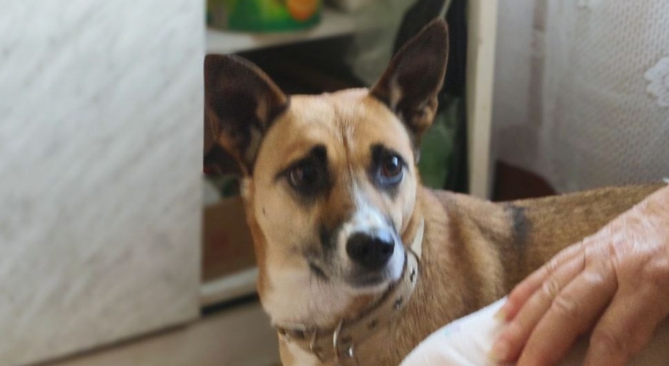 Большеглазая красотка 