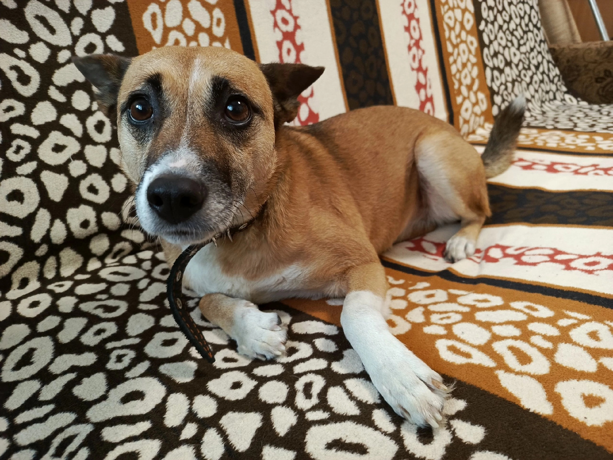 В приюте. " Потеряшка " нашлась, 2 недели искали её .