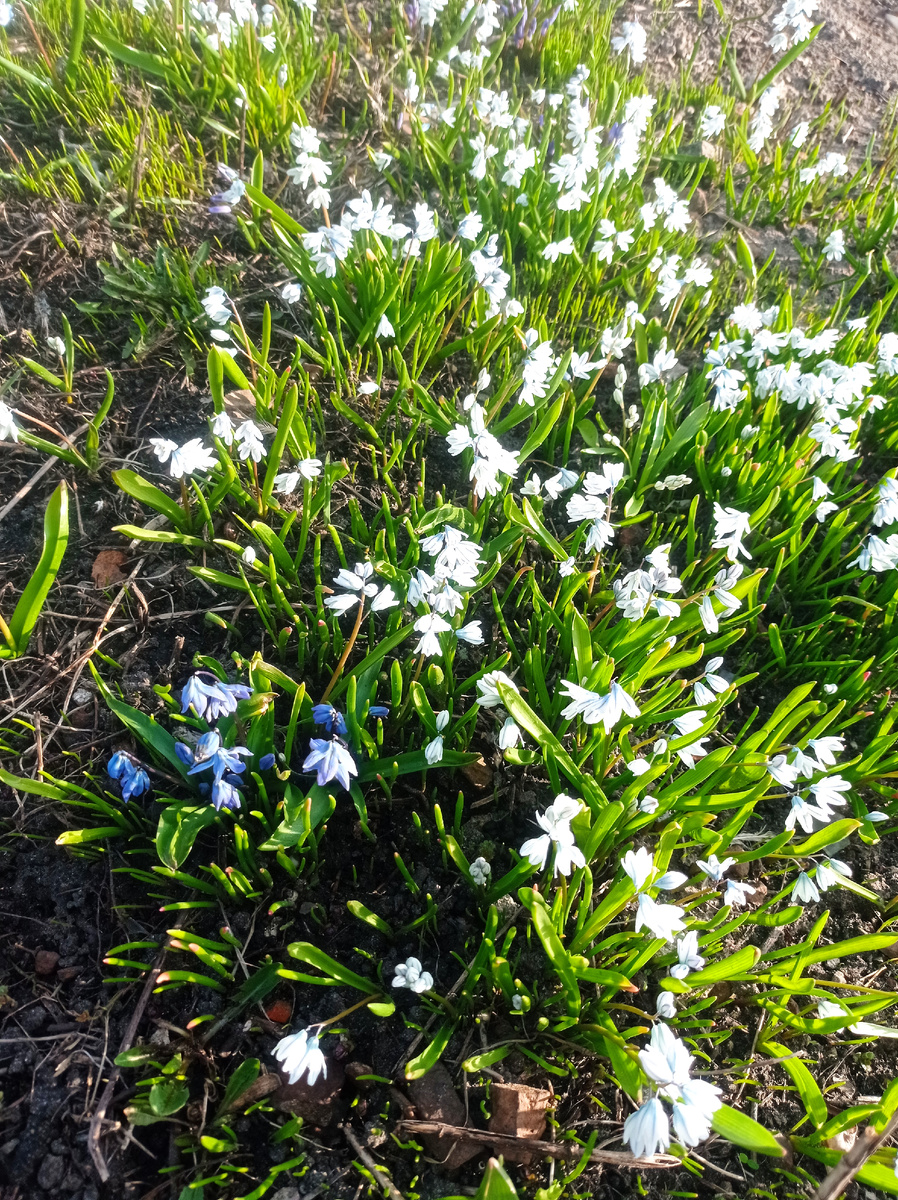 Пушкинии и пролеска