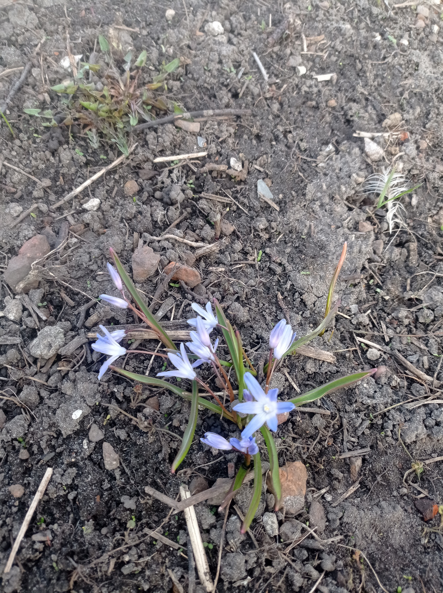 Хионодокса