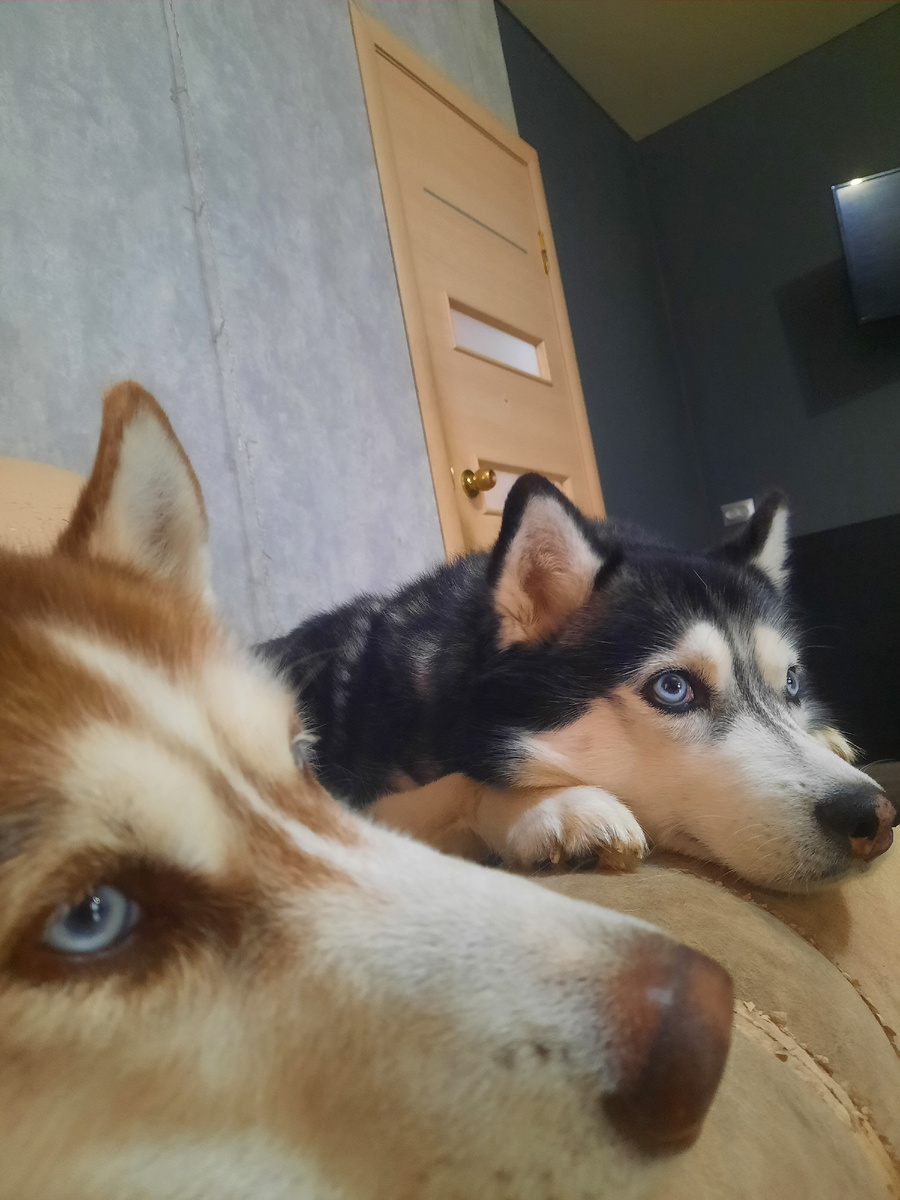 Хаски линяют в зависимости от времени года. В холодные месяцы собаки сбрасывают летнюю шерсть и выращивают толстую, теплую шерсть, чтобы защитить себя от холодной погоды. Когда зима закончится, собаки сбрасывают тяжелую, теплую шерсть, чтобы заменить ее тонкой, легкой шерстью