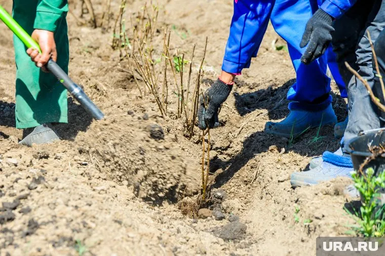 В Челябинской области ягодники ждут высокие урожаи
Фото: Вадим Ахметов © URA.RU