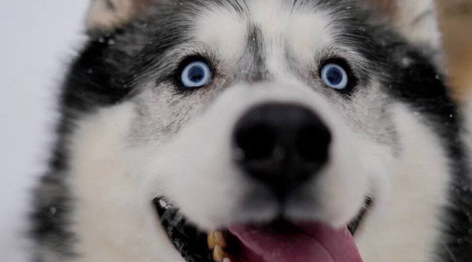 Он знает команды, но не знает, что такое дом