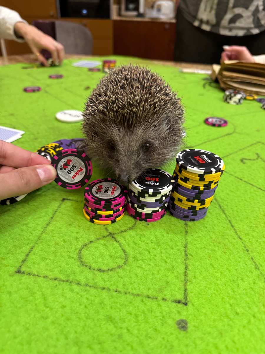 Ежи тоже играют в Покер