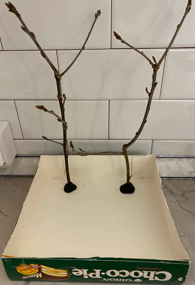 Деревья на весенней полянке расположены напротив ребенка.