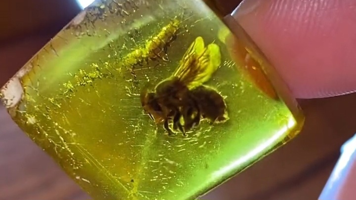 Пчела в янтаре.