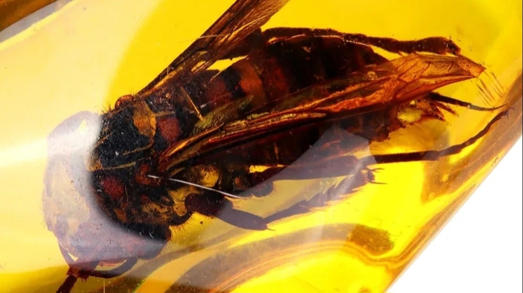 Шмель в янтаре 