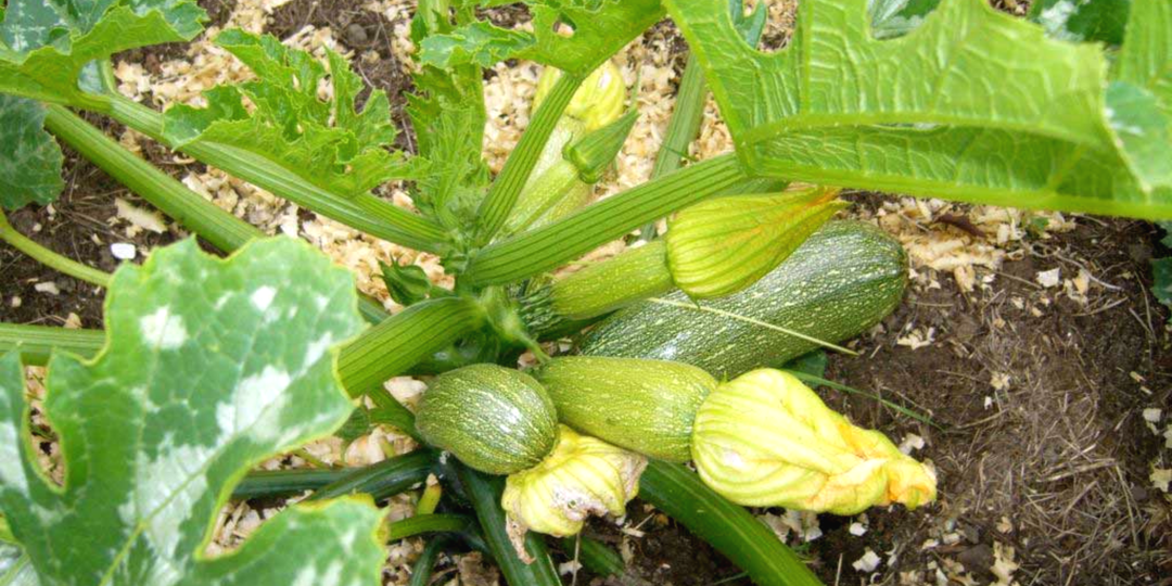 Кабачки дают по 10 плодов с куста даже в холодную весну. И это без теплицы! Делюсь фирменным способом