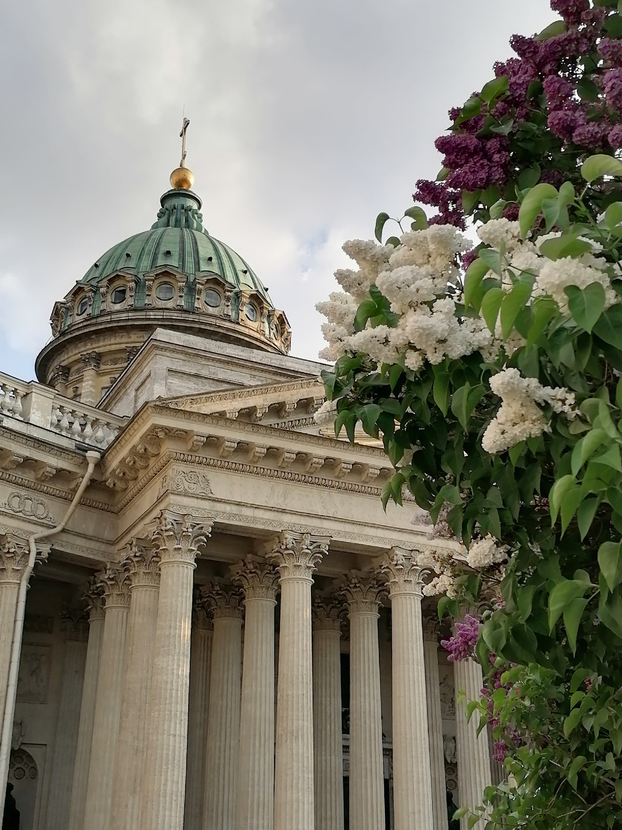 Белая сирень