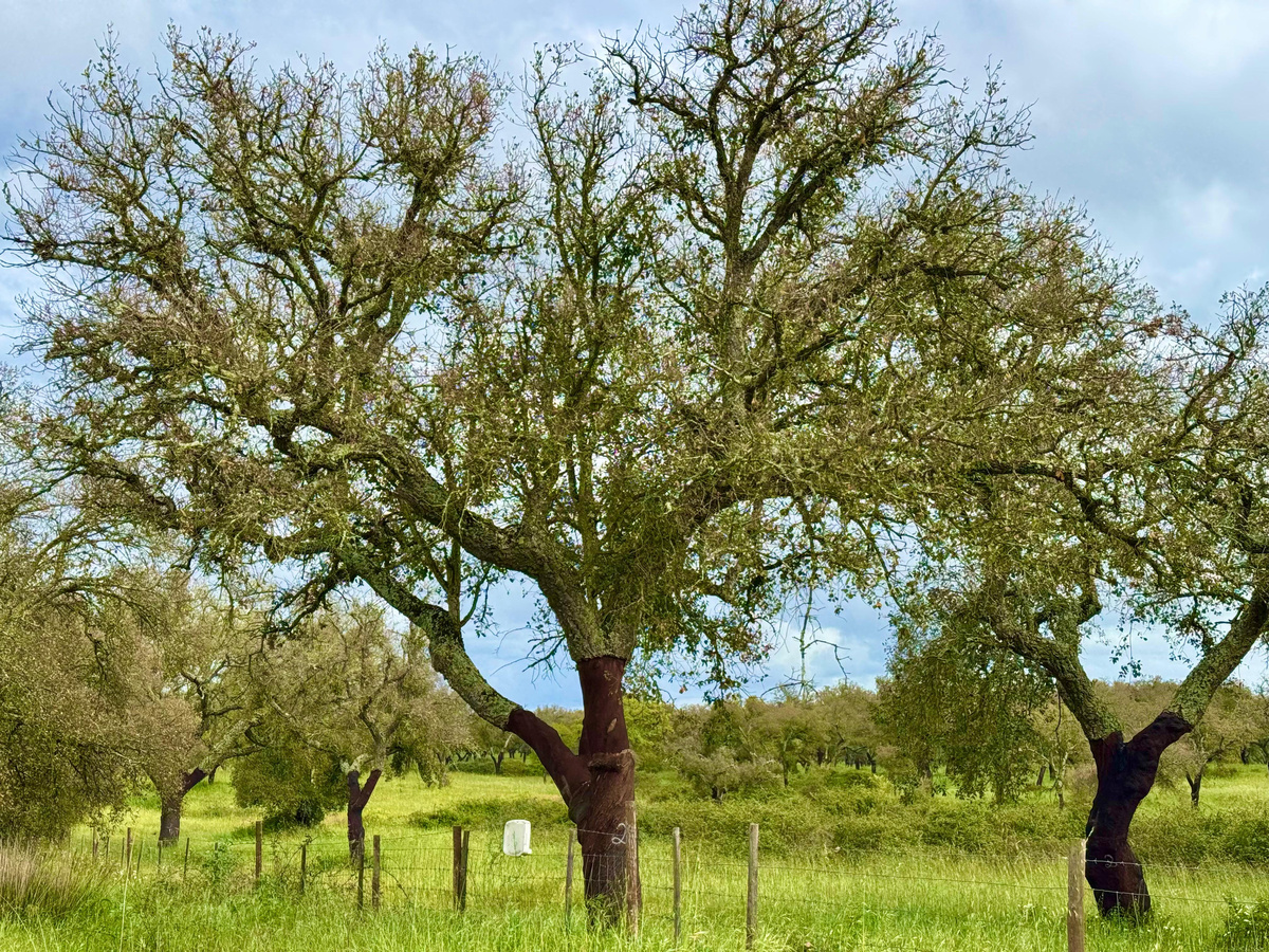 Пробковое дерево, Португалия