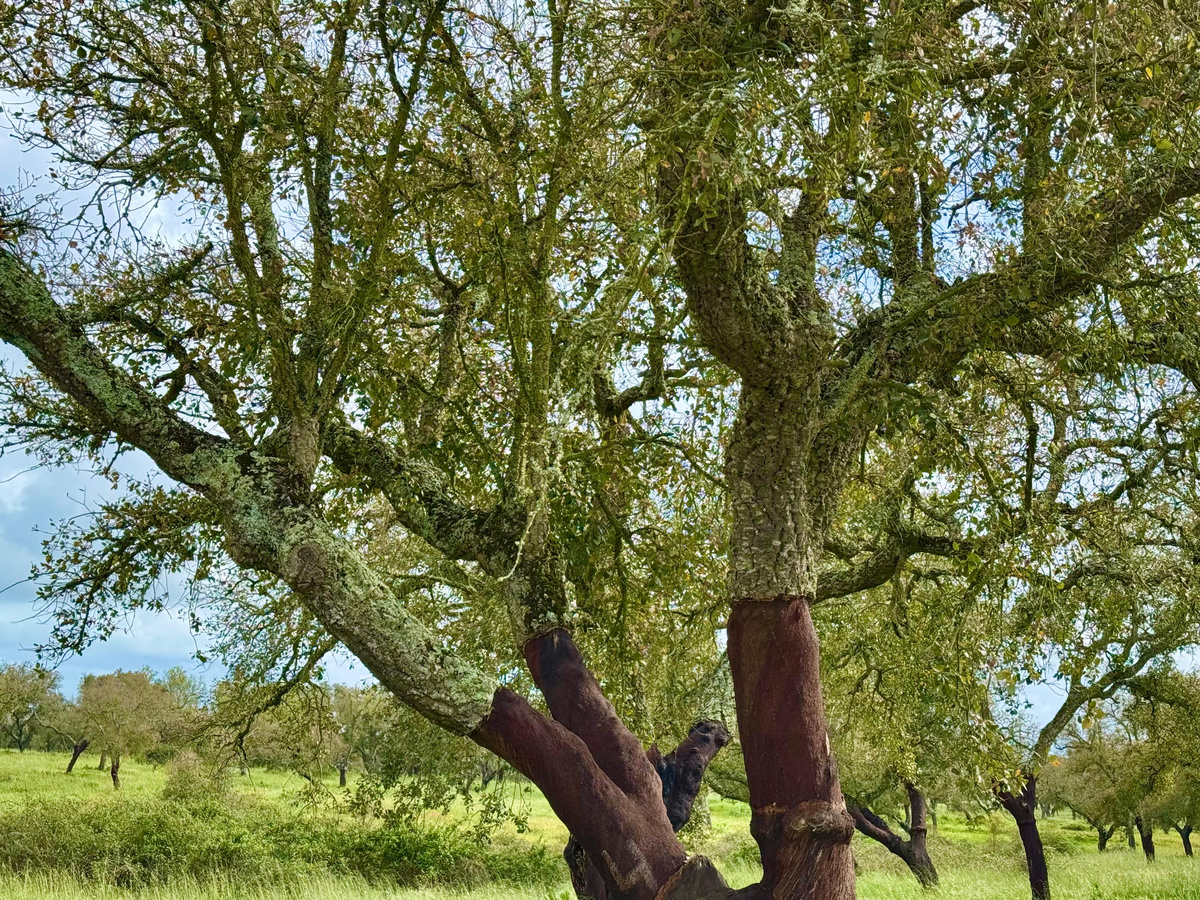 Пробковый дуб в Португалии