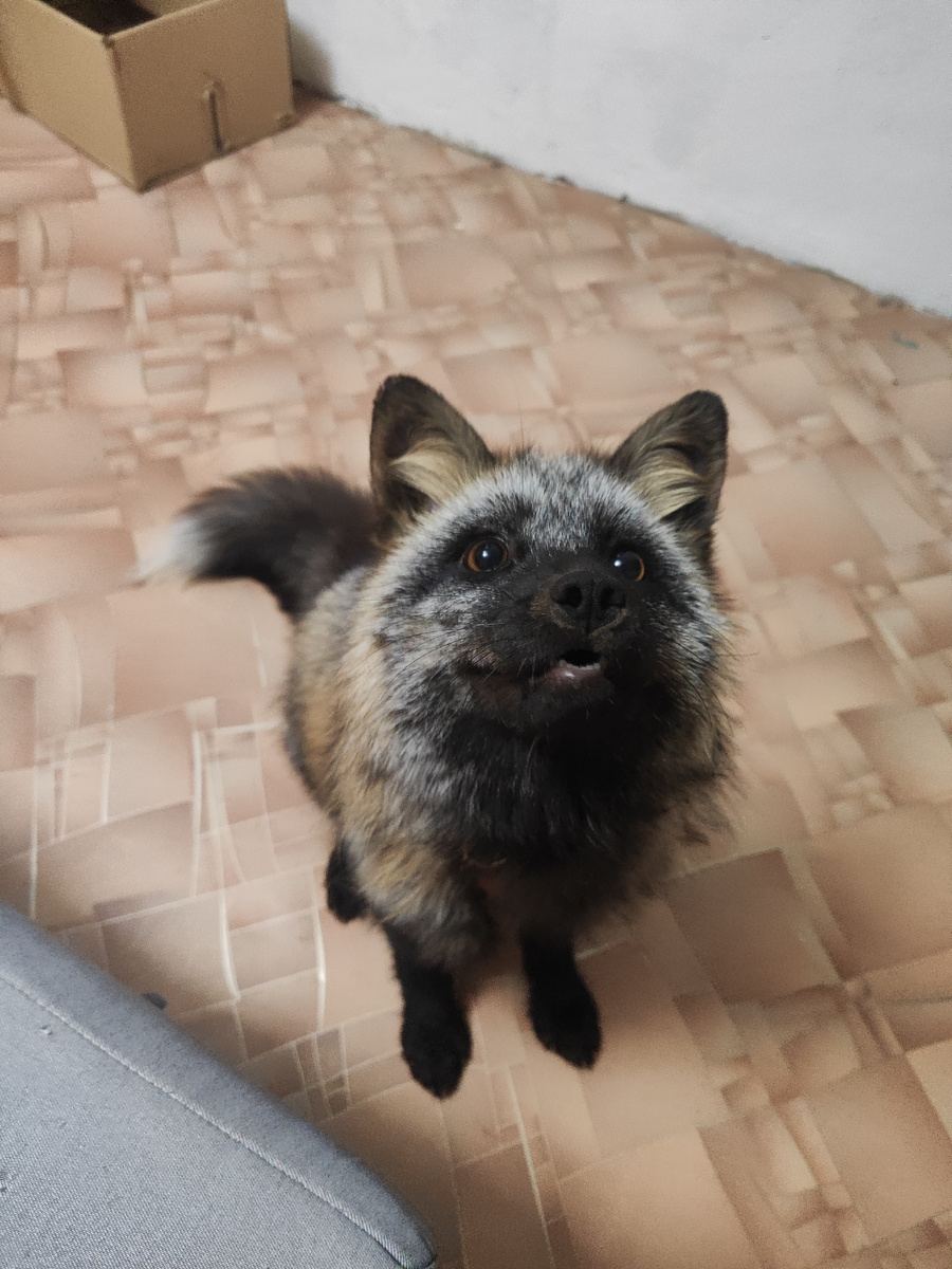 Лисичка Ирис, моя маленькая ТЯФтелька