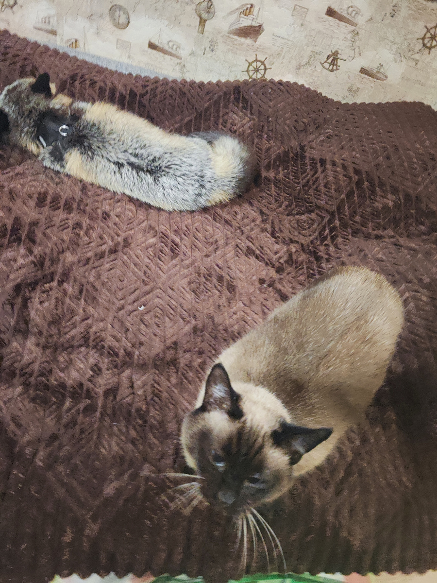 Лиса спит, кот следит