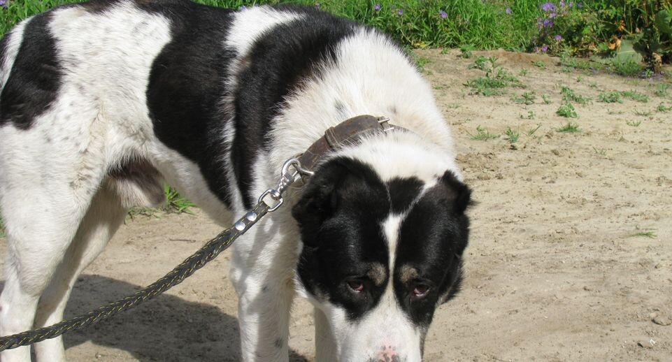    Медиасток.рф