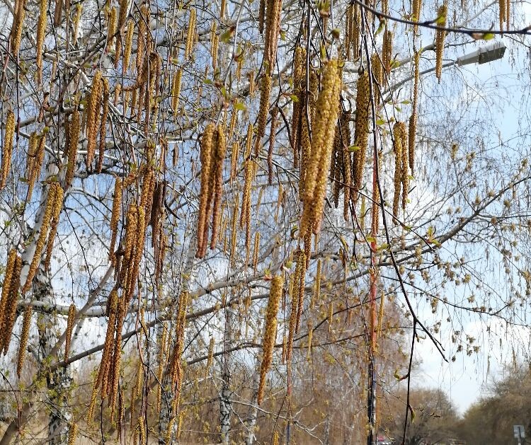 Уже на всех деревьях распустились сережки - на кленах, тополях и на березках