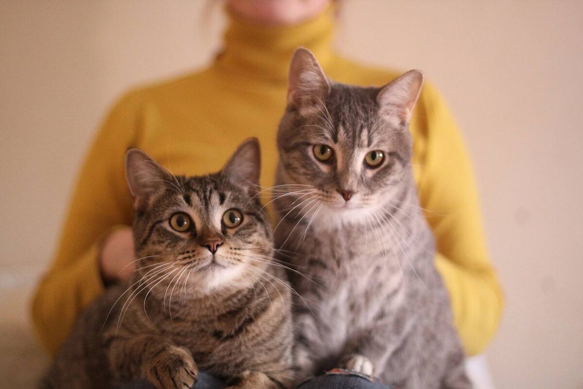 Братики Чип и Тим (для просмотра следующих фото листайте вправо)