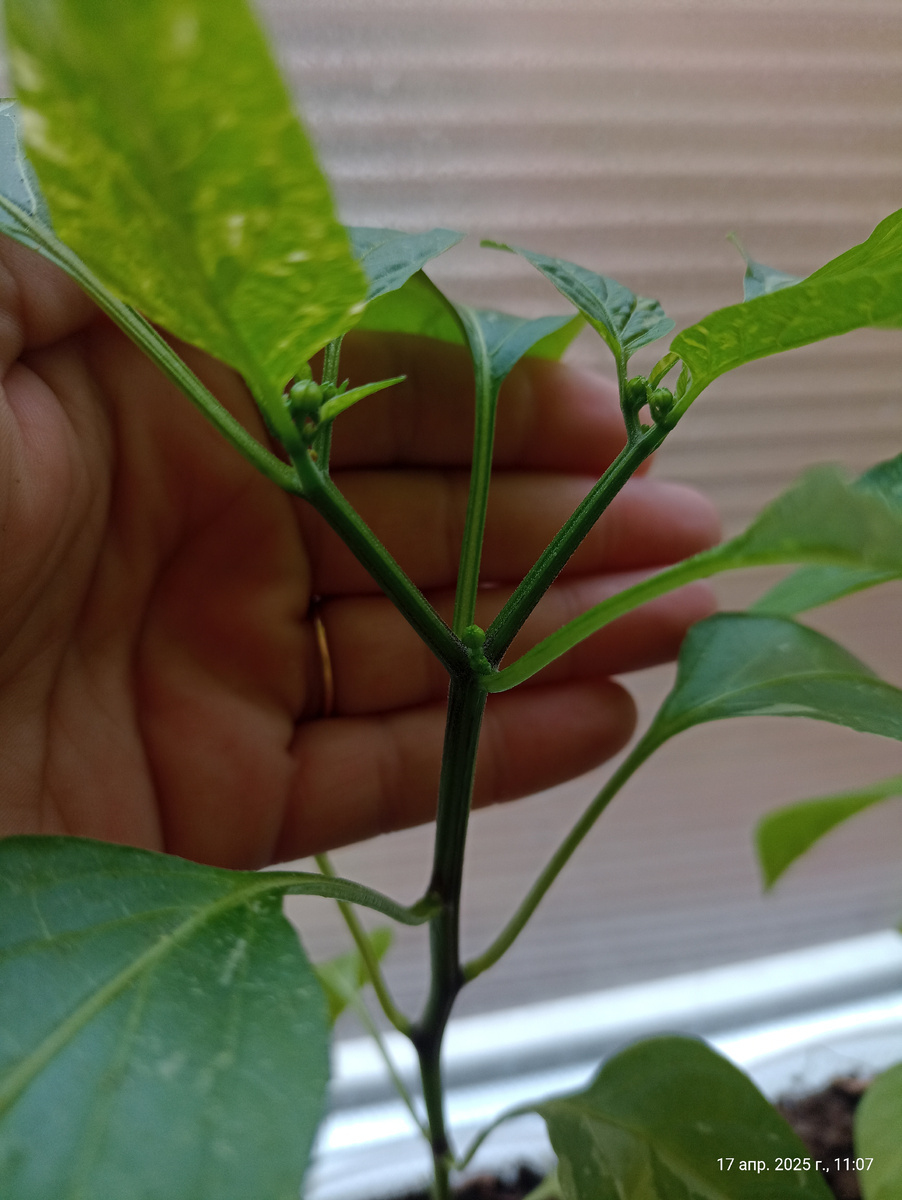 Тот самый коронный цветок