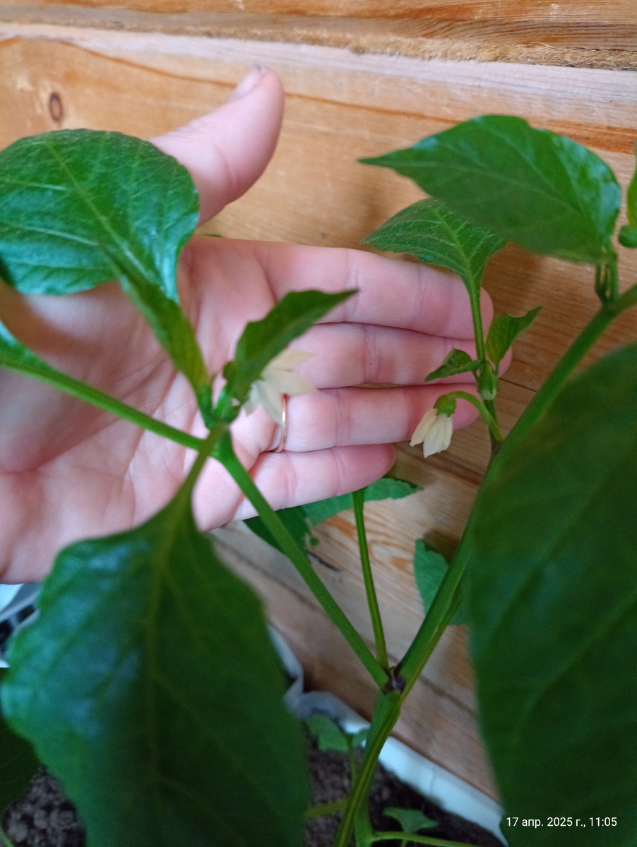 Коронный сбросили сами, получили дом побольше