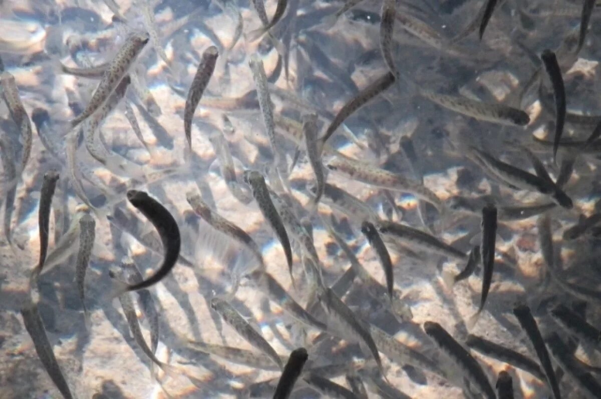    На Камчатке суд обязал управление автодорог выпустить в реку молодь лосося