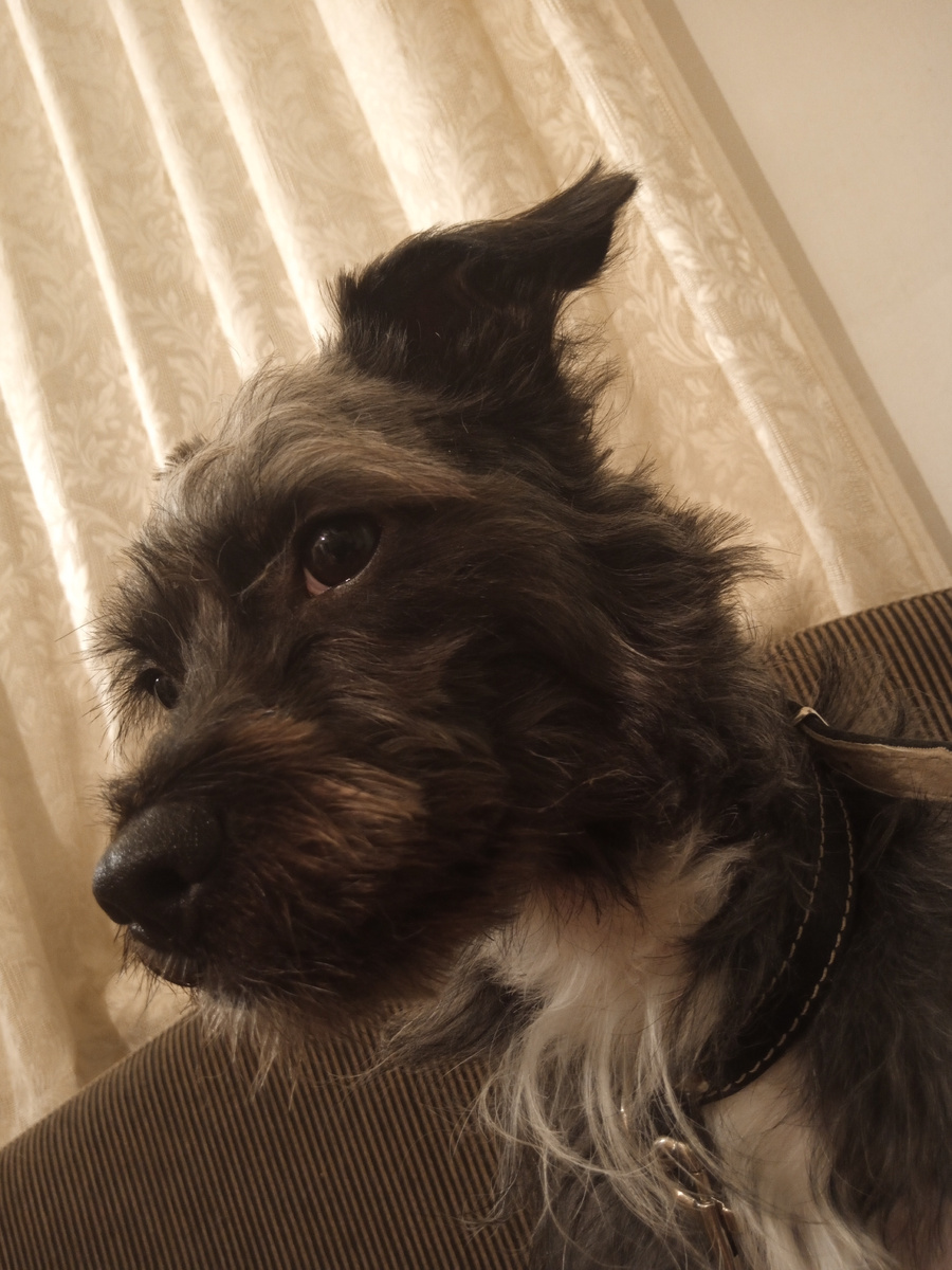 Здесь он с подстриженной мордашкой. (Фото моё)