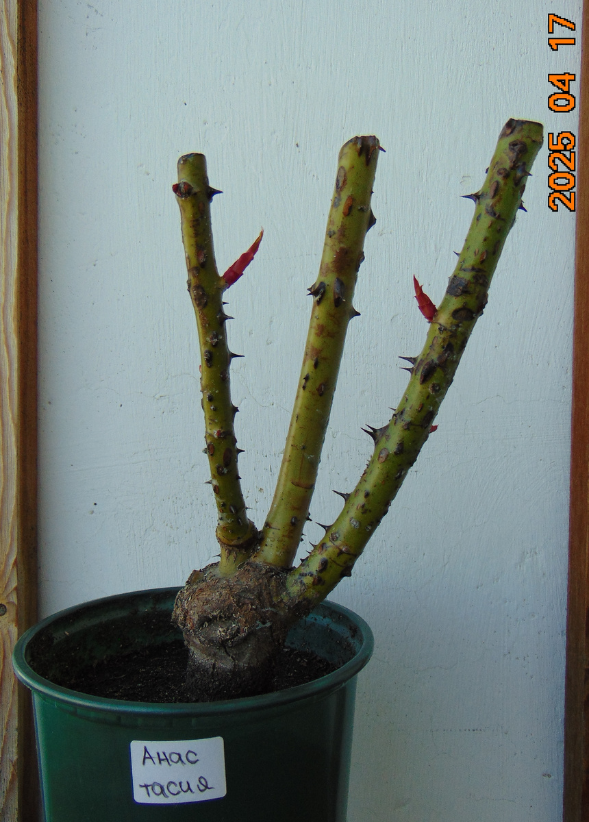 Саженец розы Анастасия (Anastasia) в горшке с землей