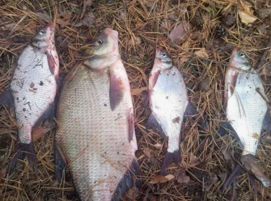 Лещ пойманный ранней весной. Источник фото Pinterest