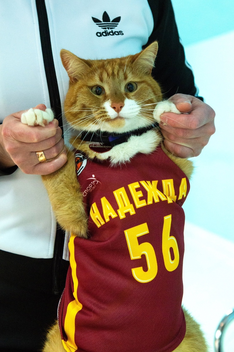 Кот пришел на матч как официальный болельщик и даже одет по форме. Фото: БК “Надежда”