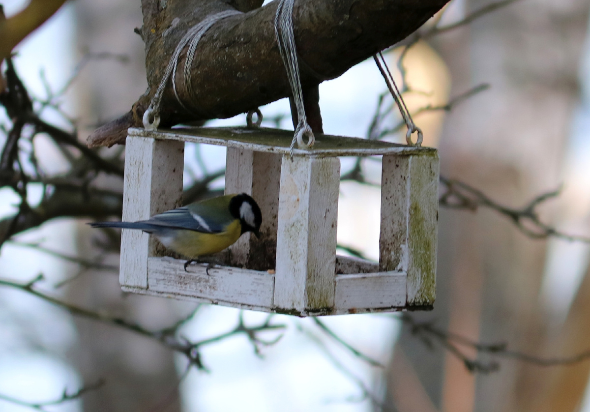 Синичек у кормушек