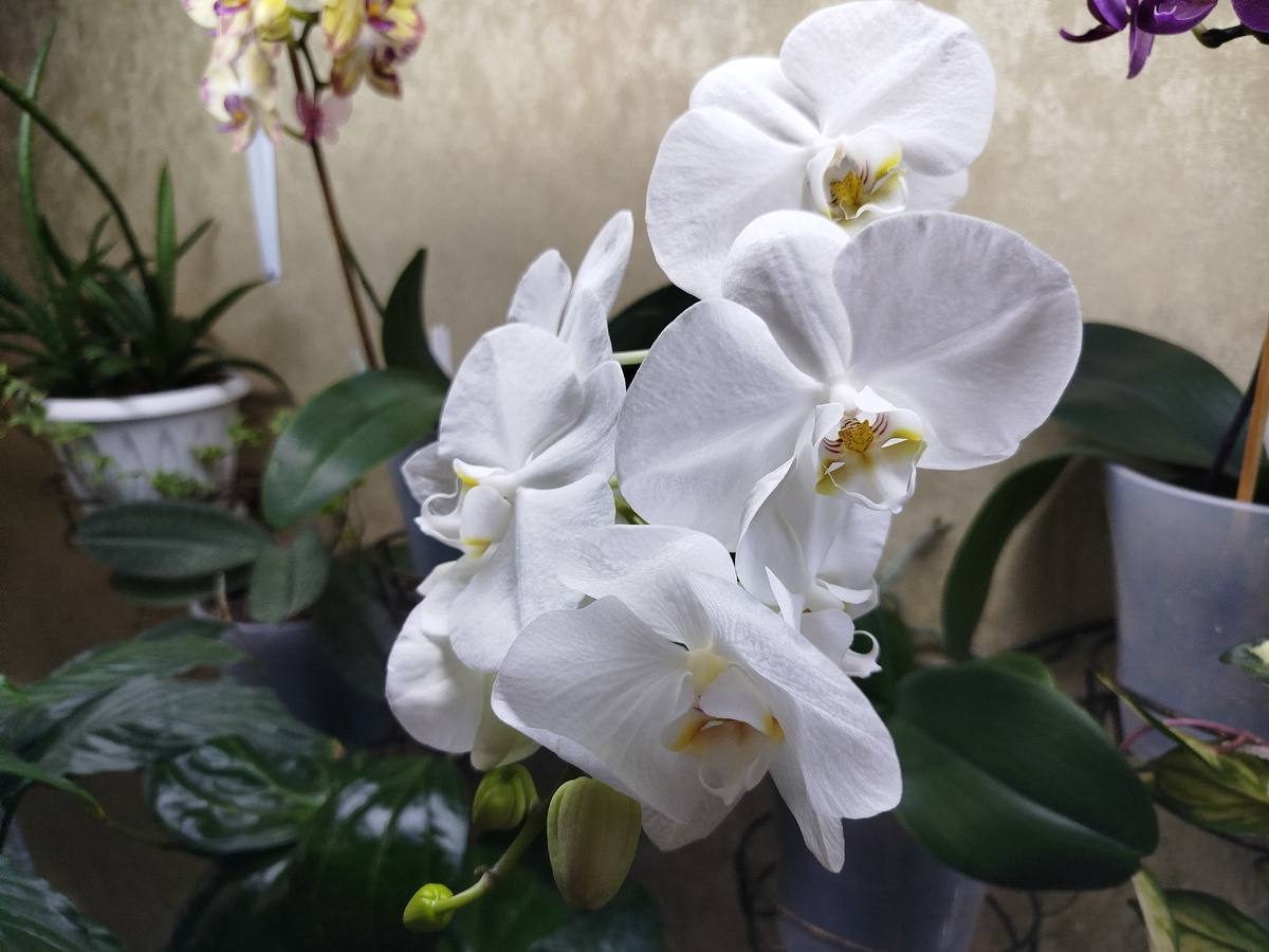 Фото автора " Жизнь в селе "