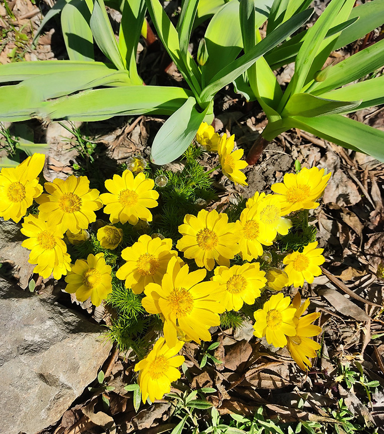 горицветы начинают цветение в апреле