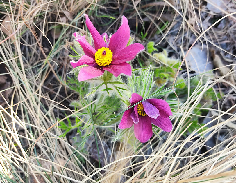 самые первые прострелы в апреле