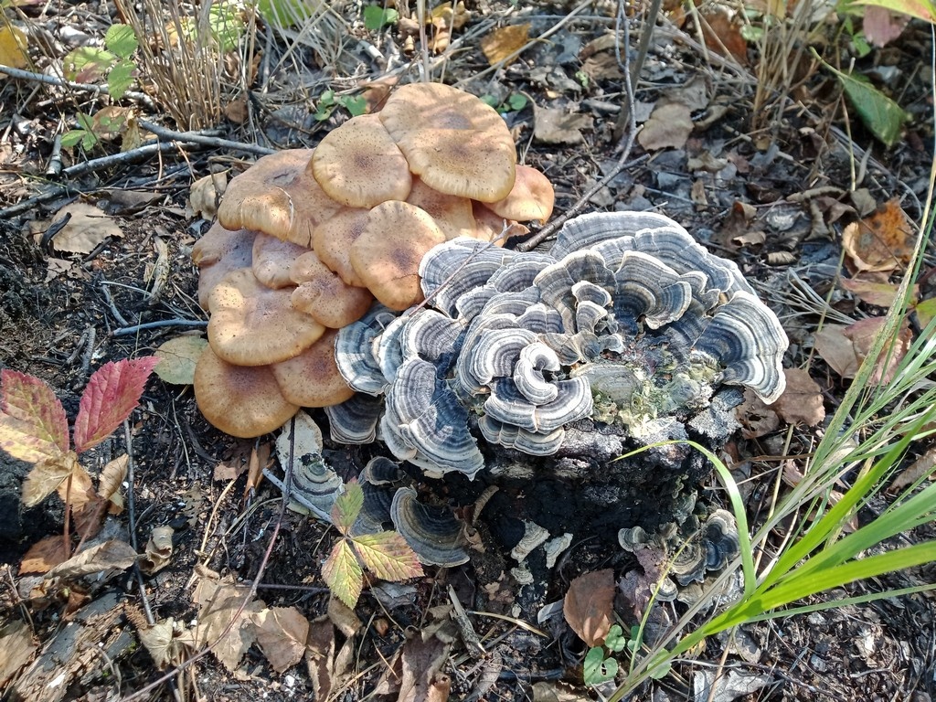 Трамета и рядом Опята